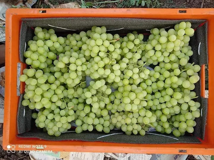 Global Export Services